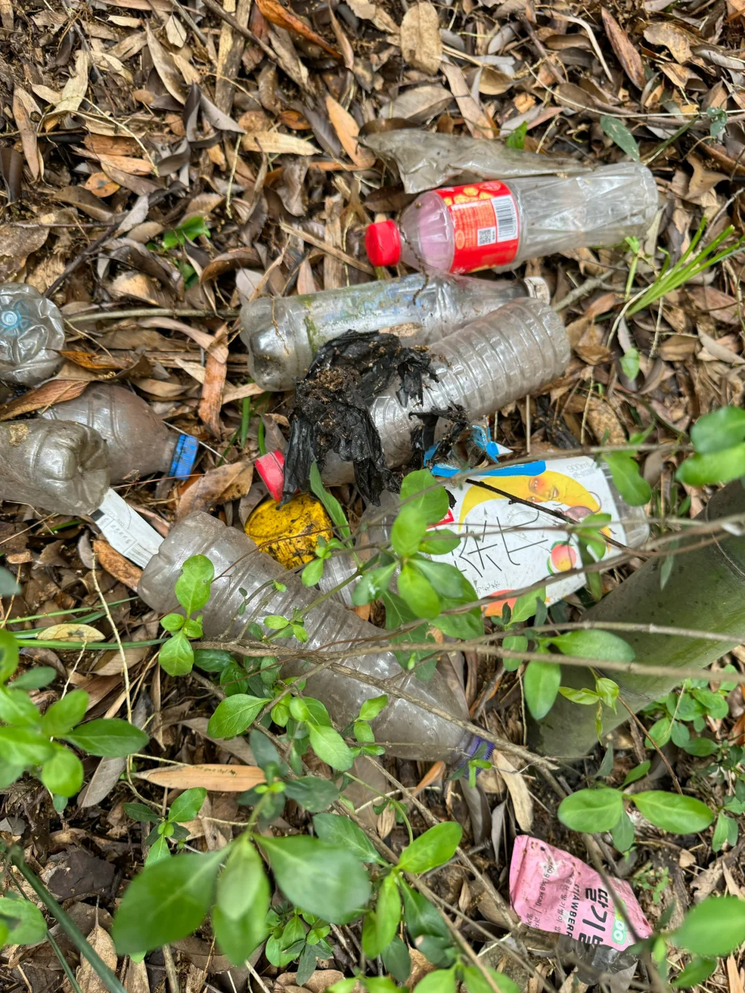 如果这个周末 你也进山