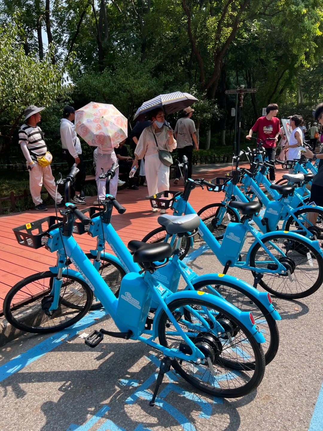 10公里亲测!中山陵的氢能自行车太方便了