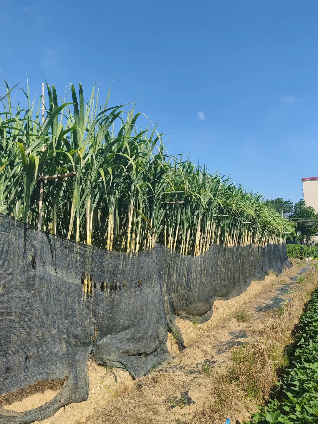 “听袁爷爷的话，好好吃饭，好好长大”