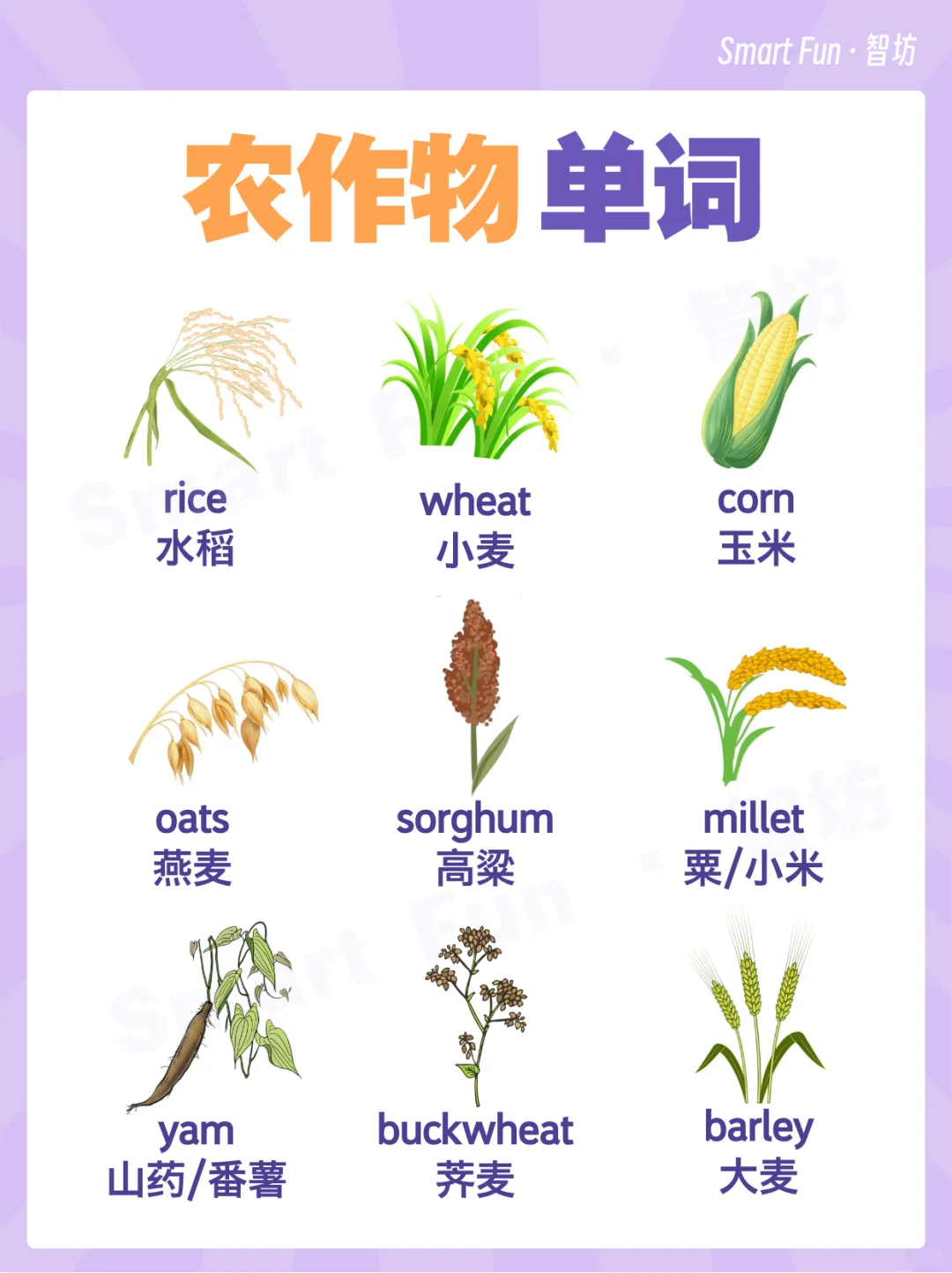 英语词卡｜常见的农作物用英语怎么说