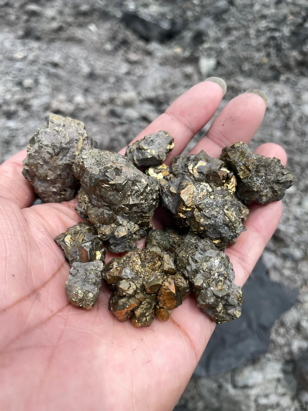 黄金矿工，采集自江苏句容灰岩里的“金疙瘩”