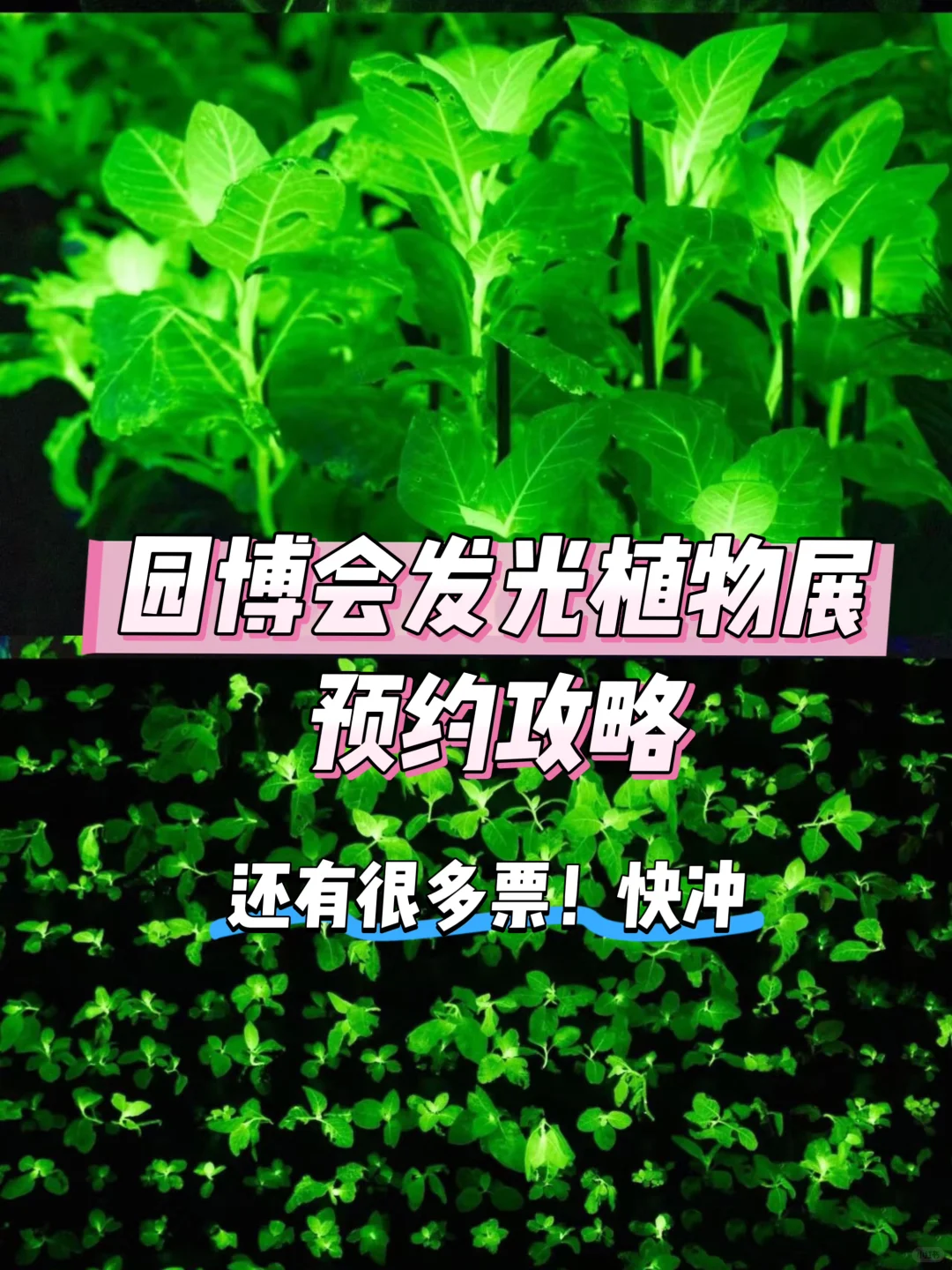 广州园博会别只逛室外馆了！