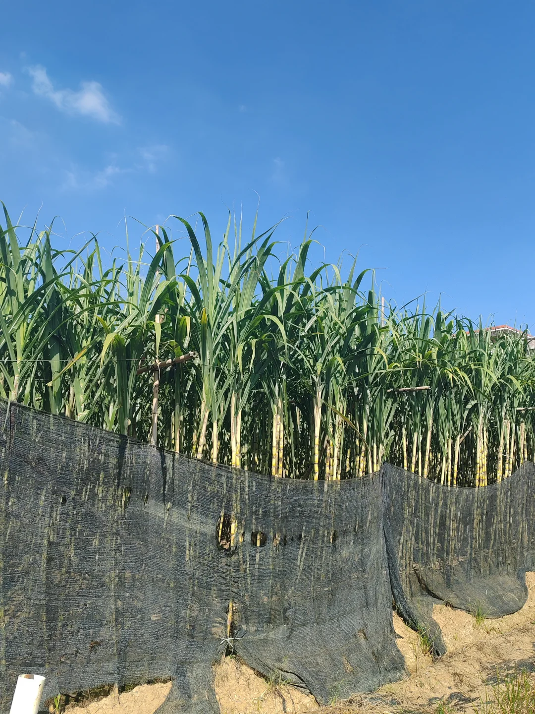 “听袁爷爷的话，好好吃饭，好好长大”