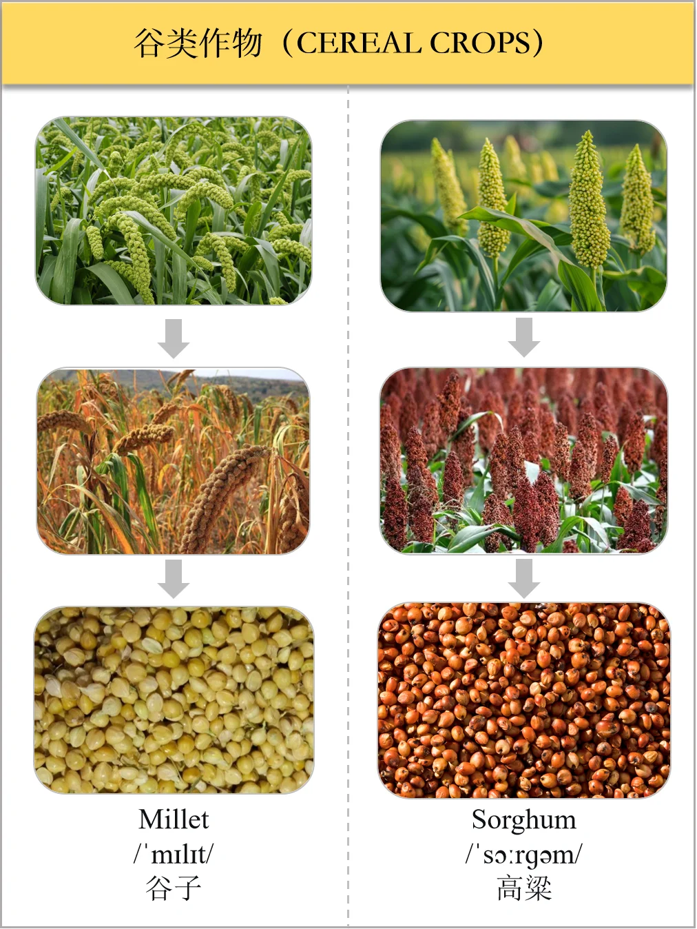 生活英语之食物类-谷类作物