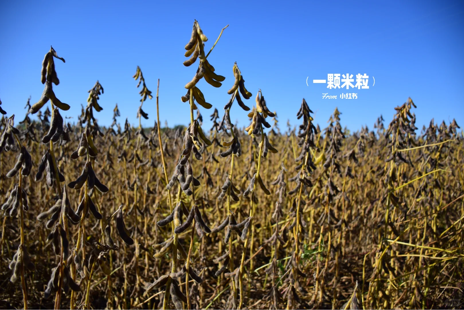 养人的五谷是哪五谷？