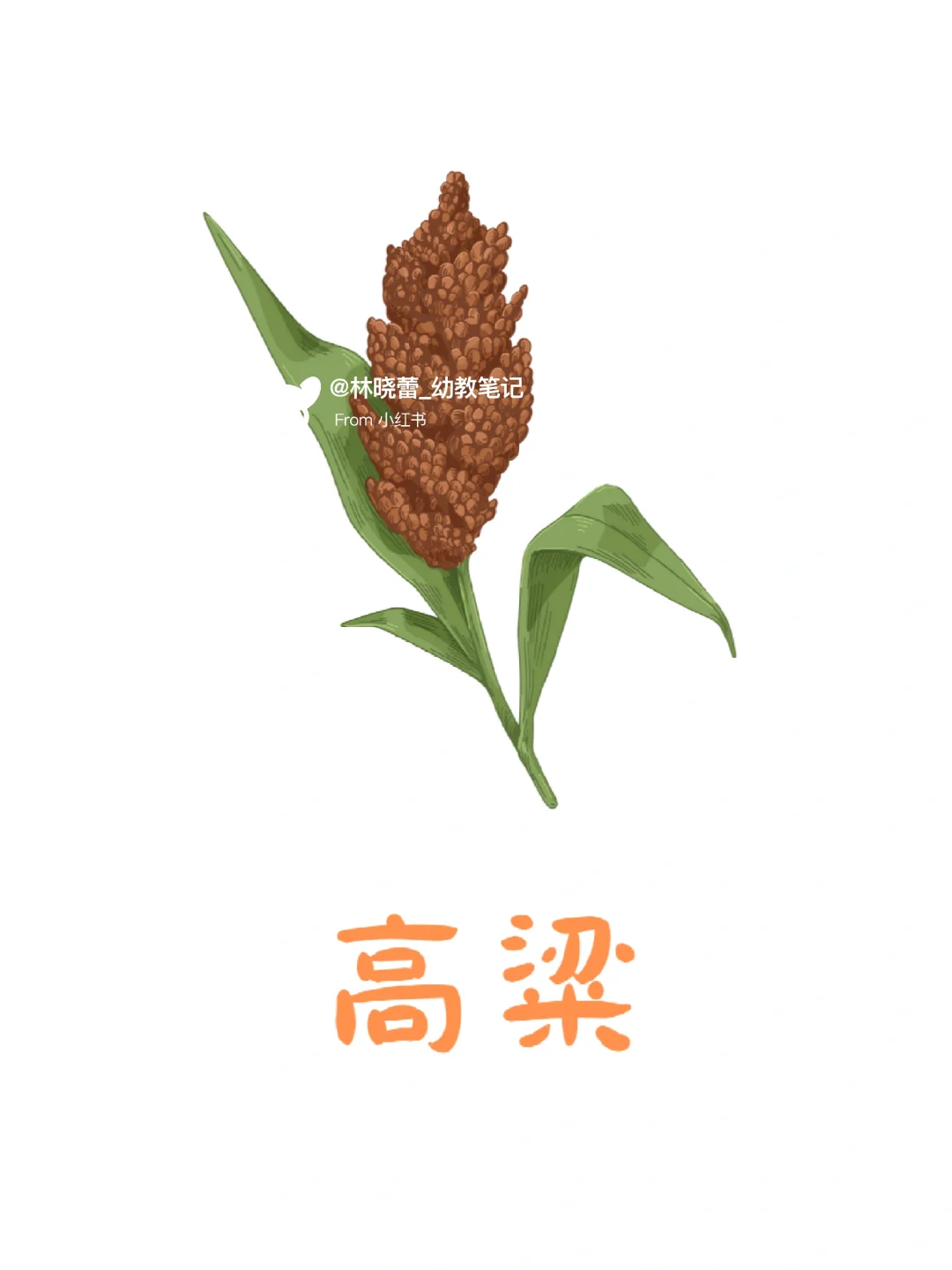 秋天农作物环创素材?打印