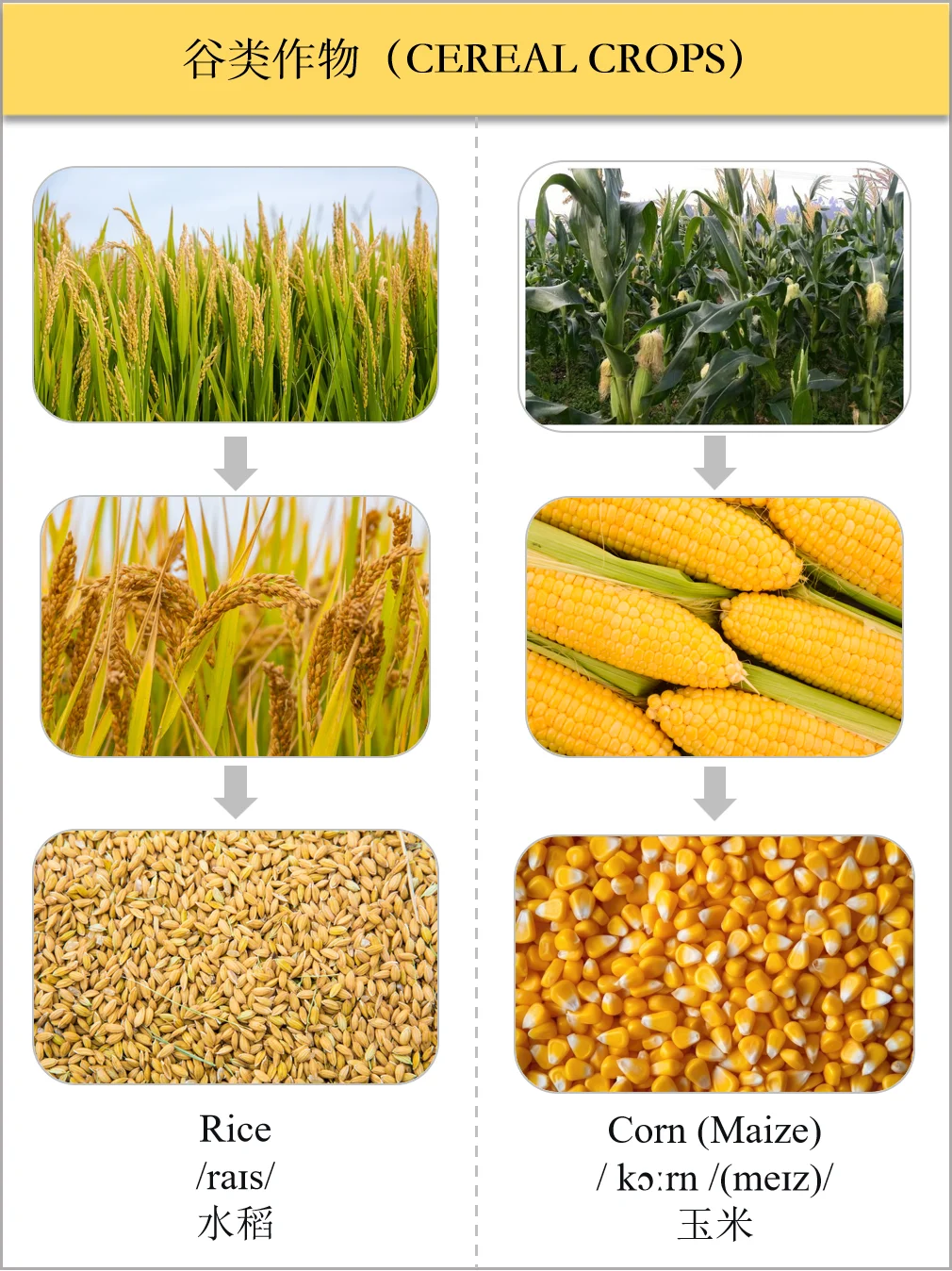 生活英语之食物类-谷类作物