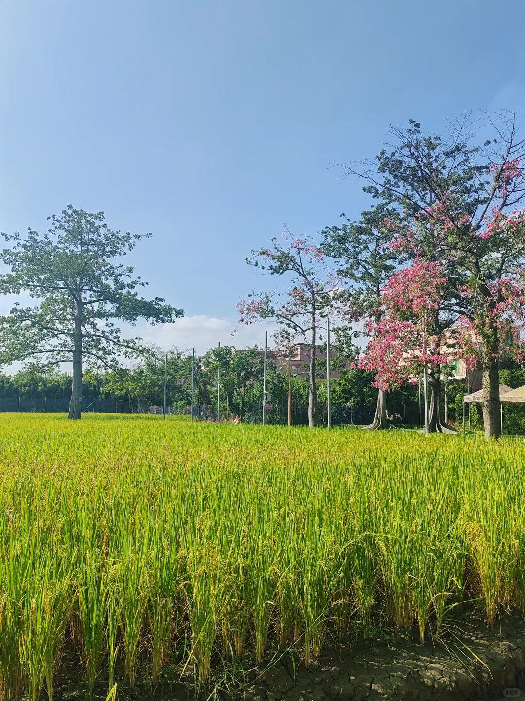 “听袁爷爷的话，好好吃饭，好好长大”