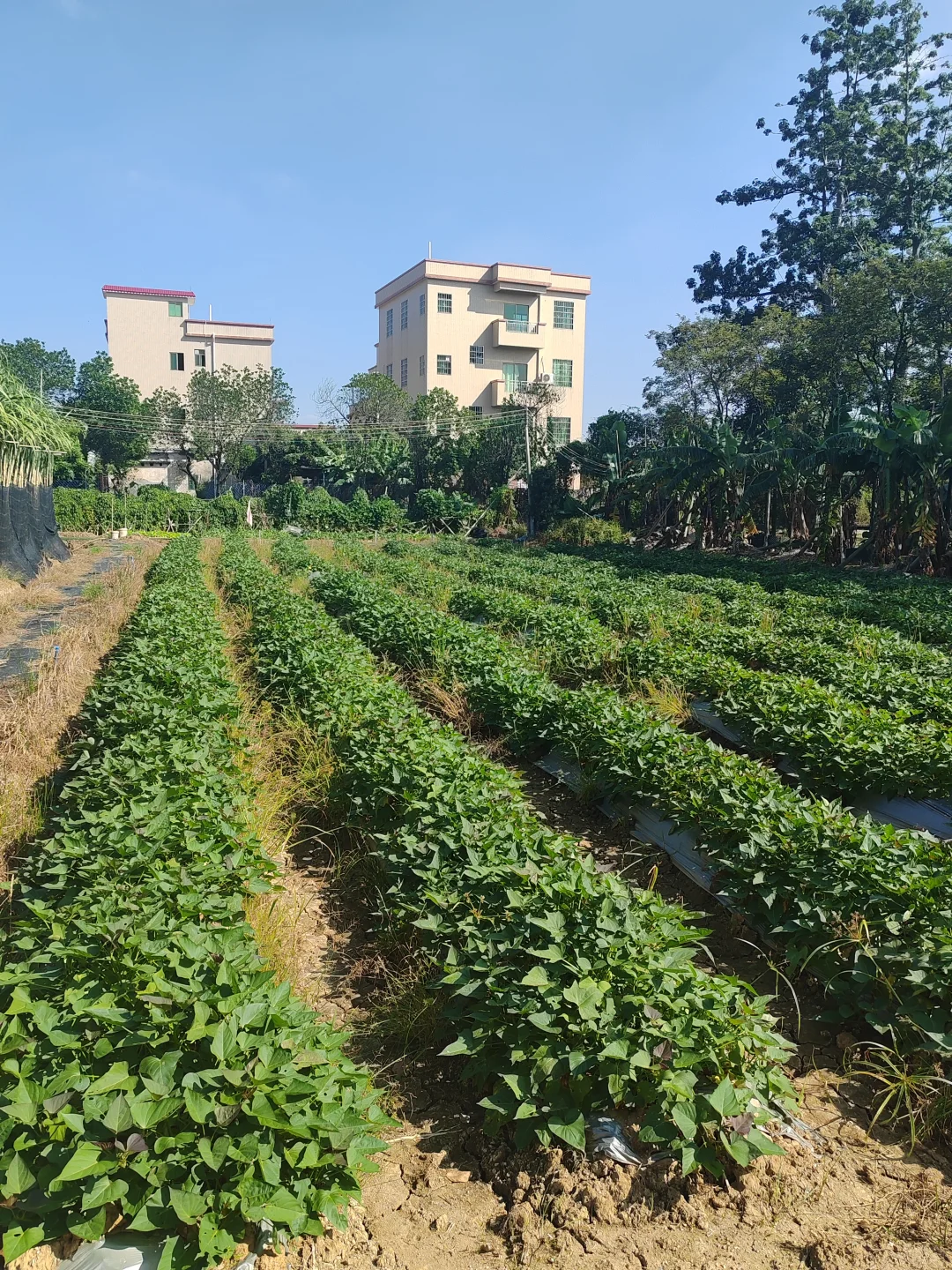“听袁爷爷的话，好好吃饭，好好长大”