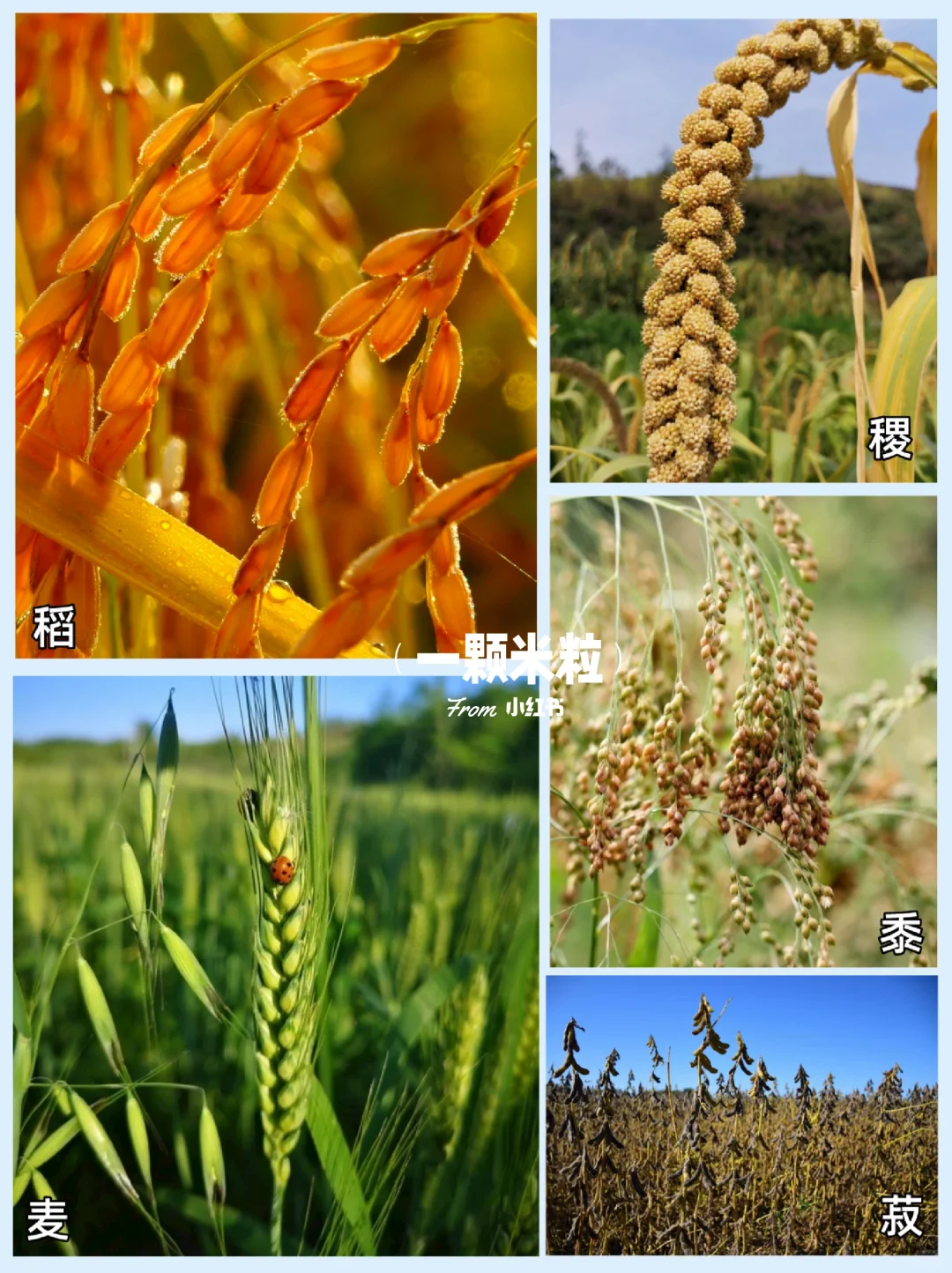 养人的五谷是哪五谷？