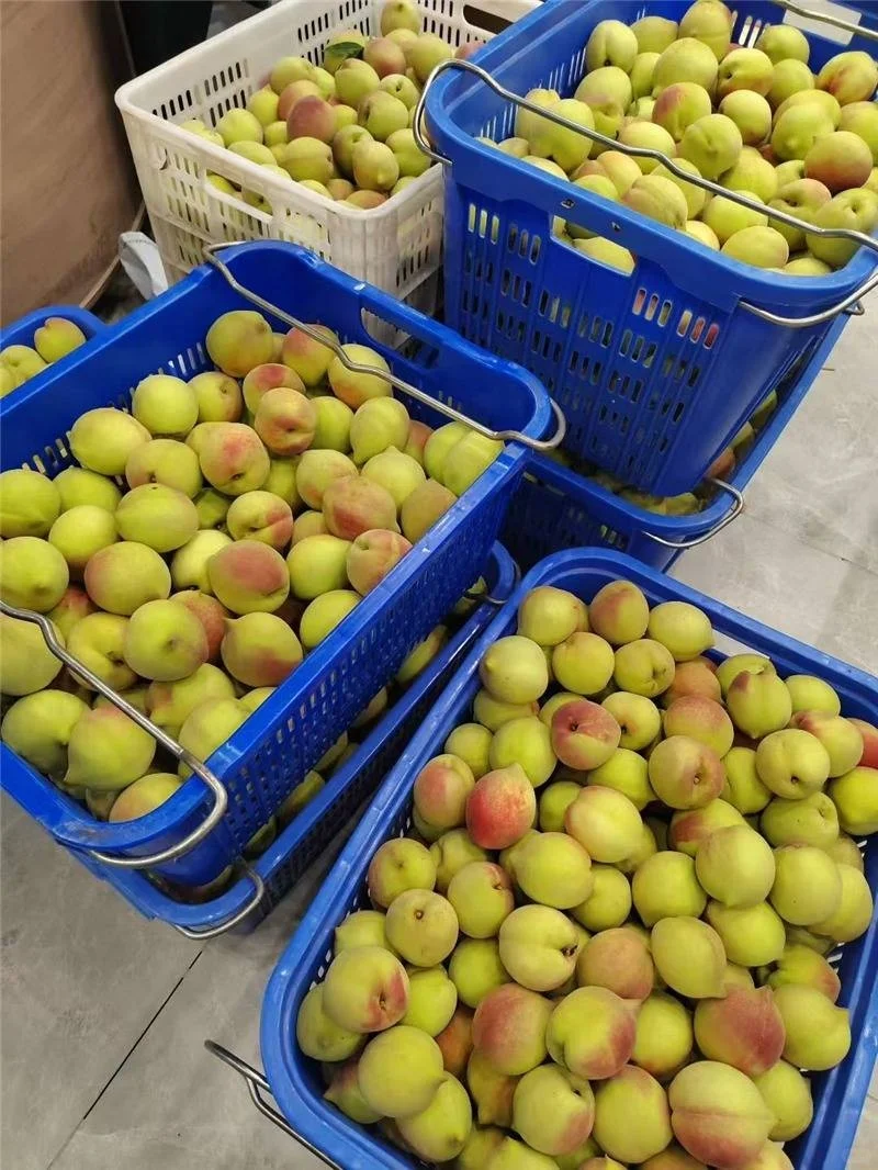 食品周转框-600*400*180矮筐