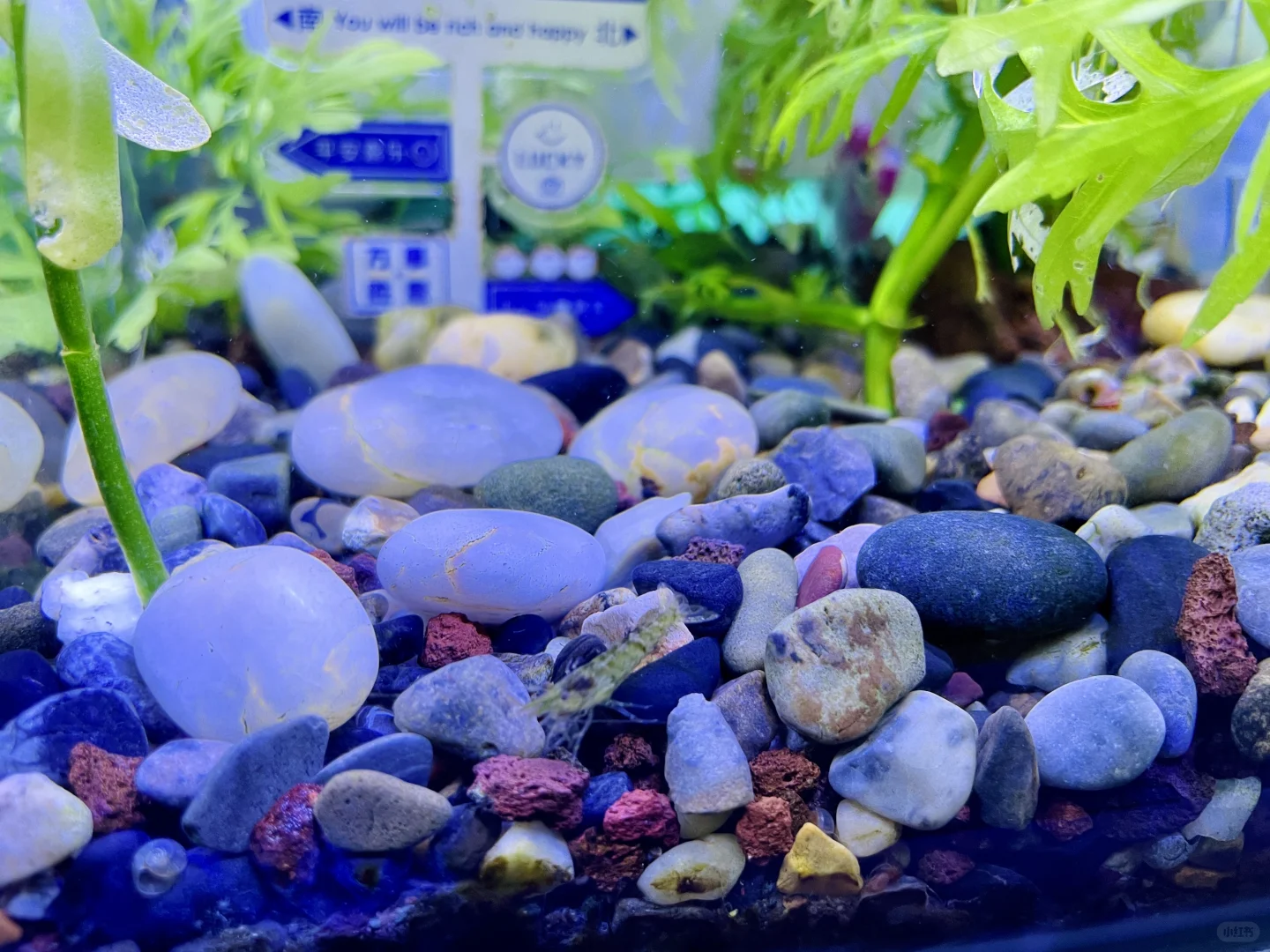 小白养鱼记——纯手工打造生态缸