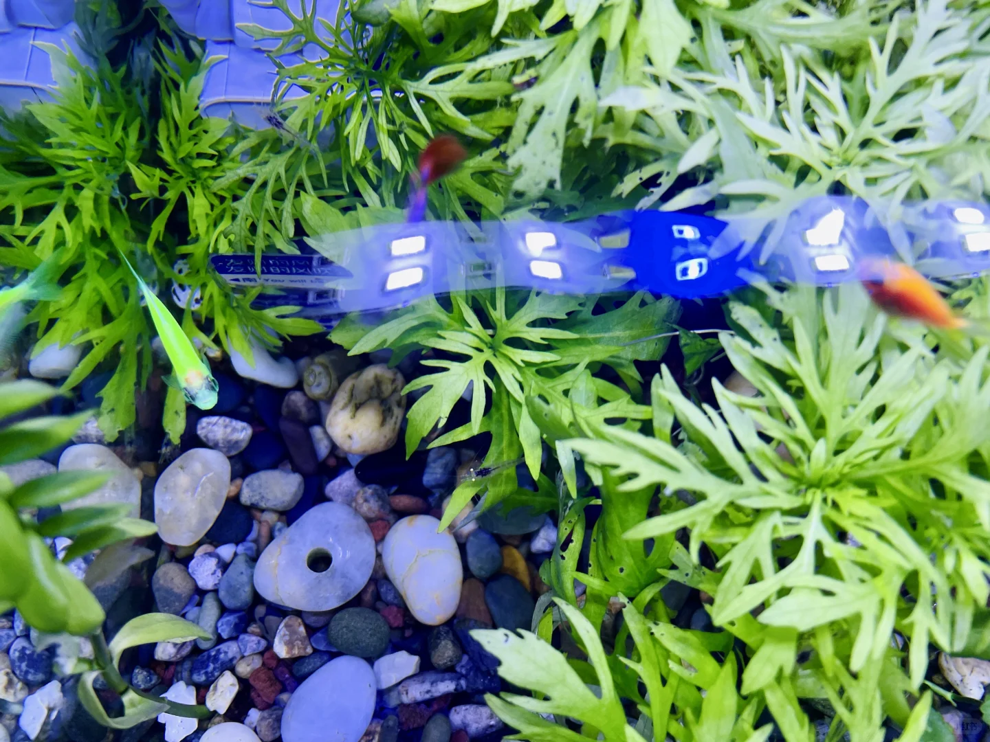 小白养鱼记——纯手工打造生态缸