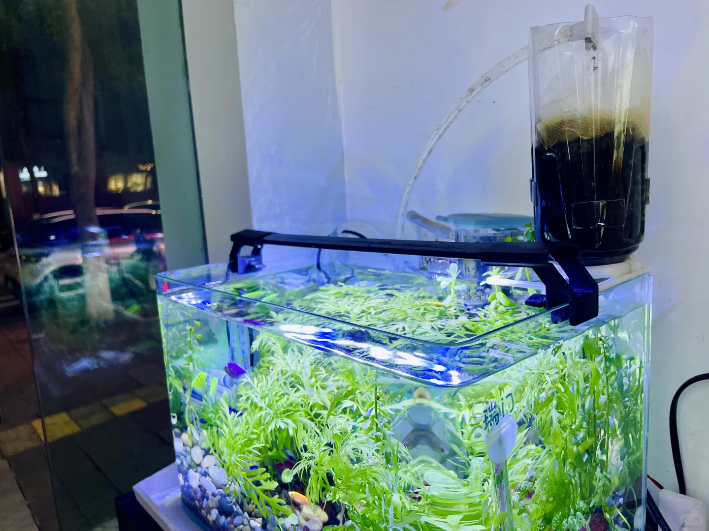 小白养鱼记——纯手工打造生态缸