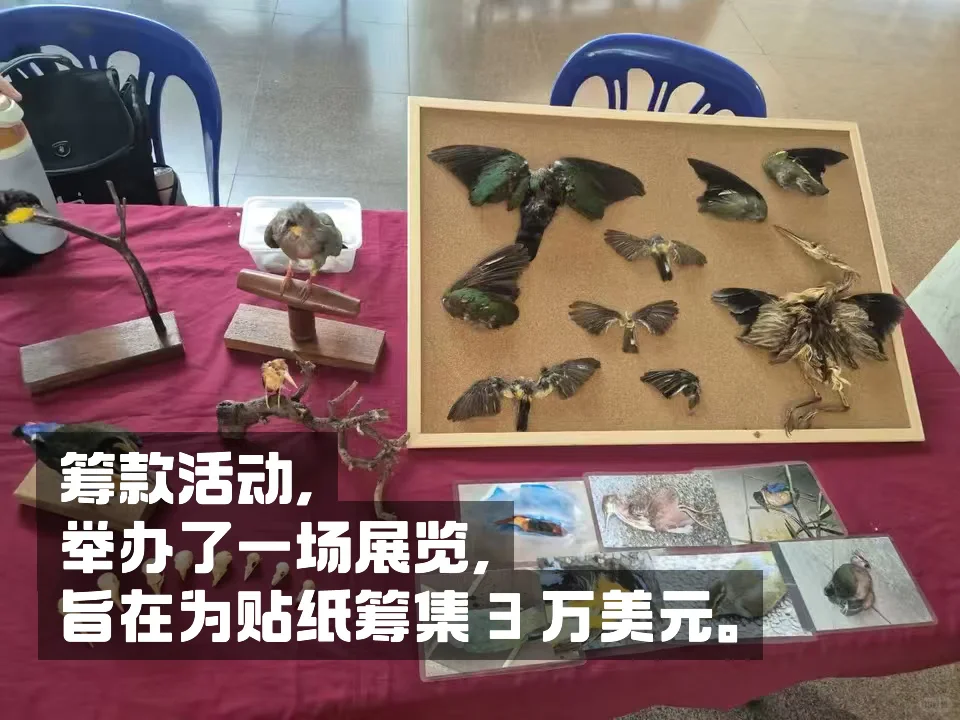 数十亿只鸟类因撞上玻璃建筑而亡