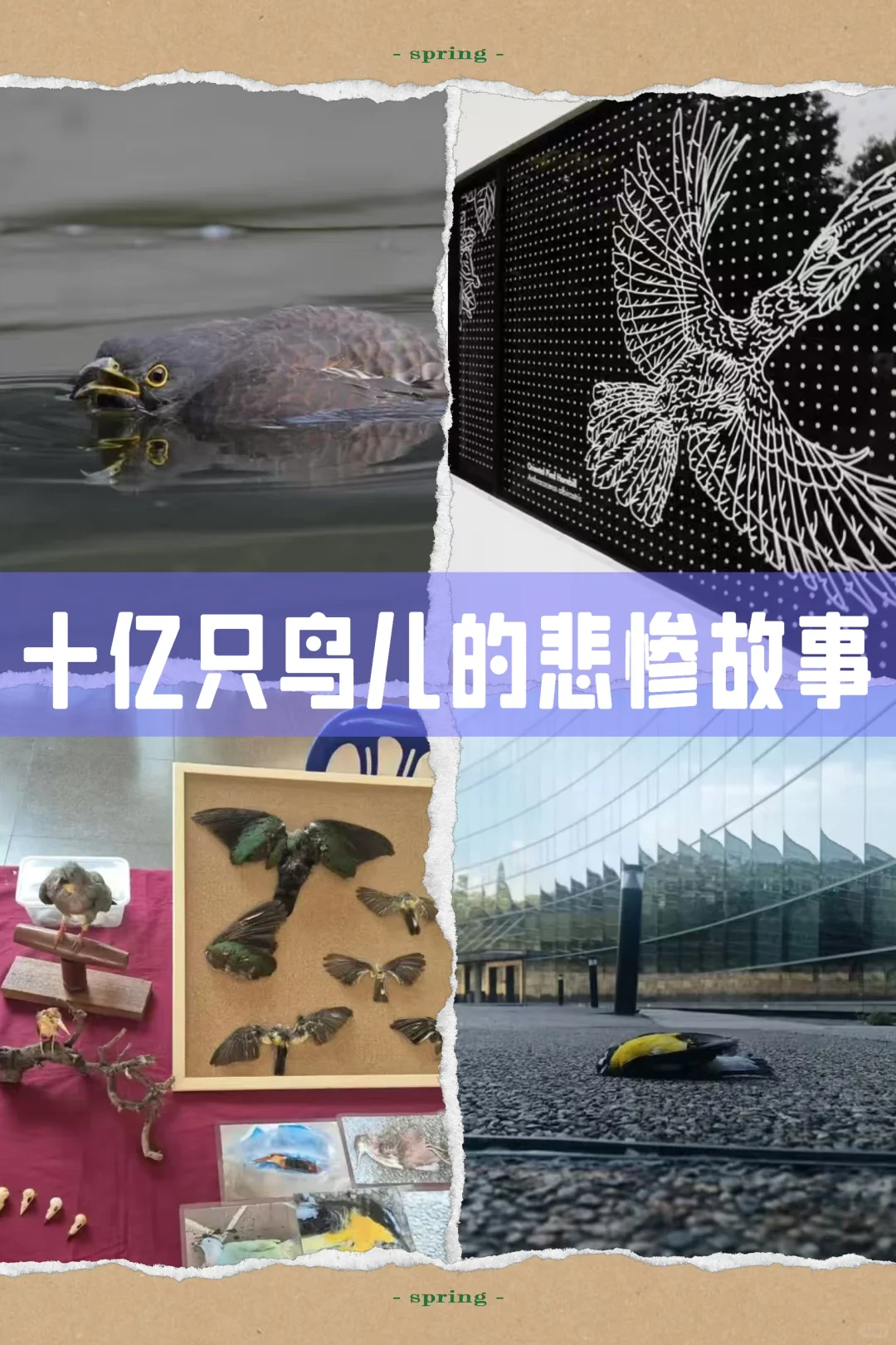 数十亿只鸟类因撞上玻璃建筑而亡