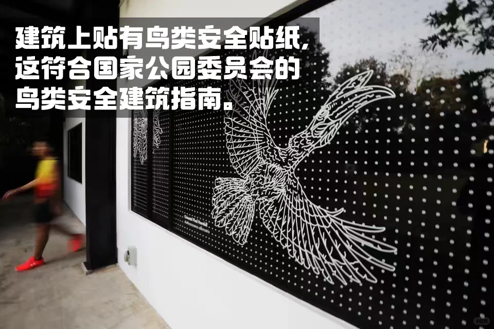 数十亿只鸟类因撞上玻璃建筑而亡