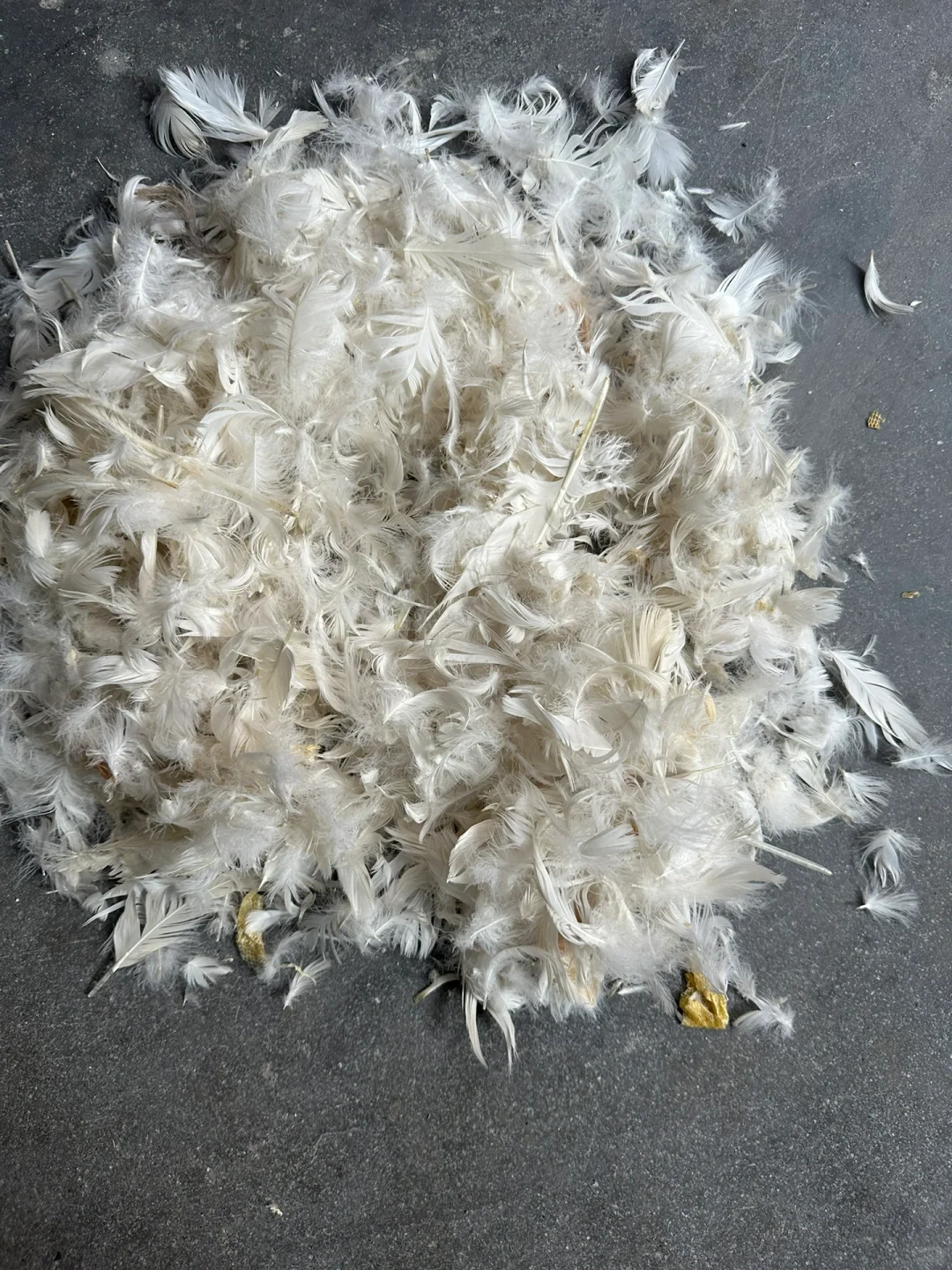 羽绒“漂流”记一