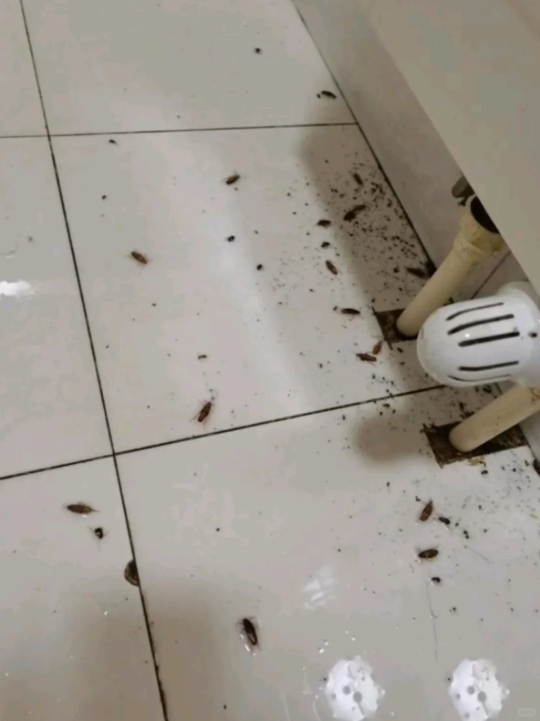 上海公司虫害消杀|精准勘察,杜绝虫害滋生