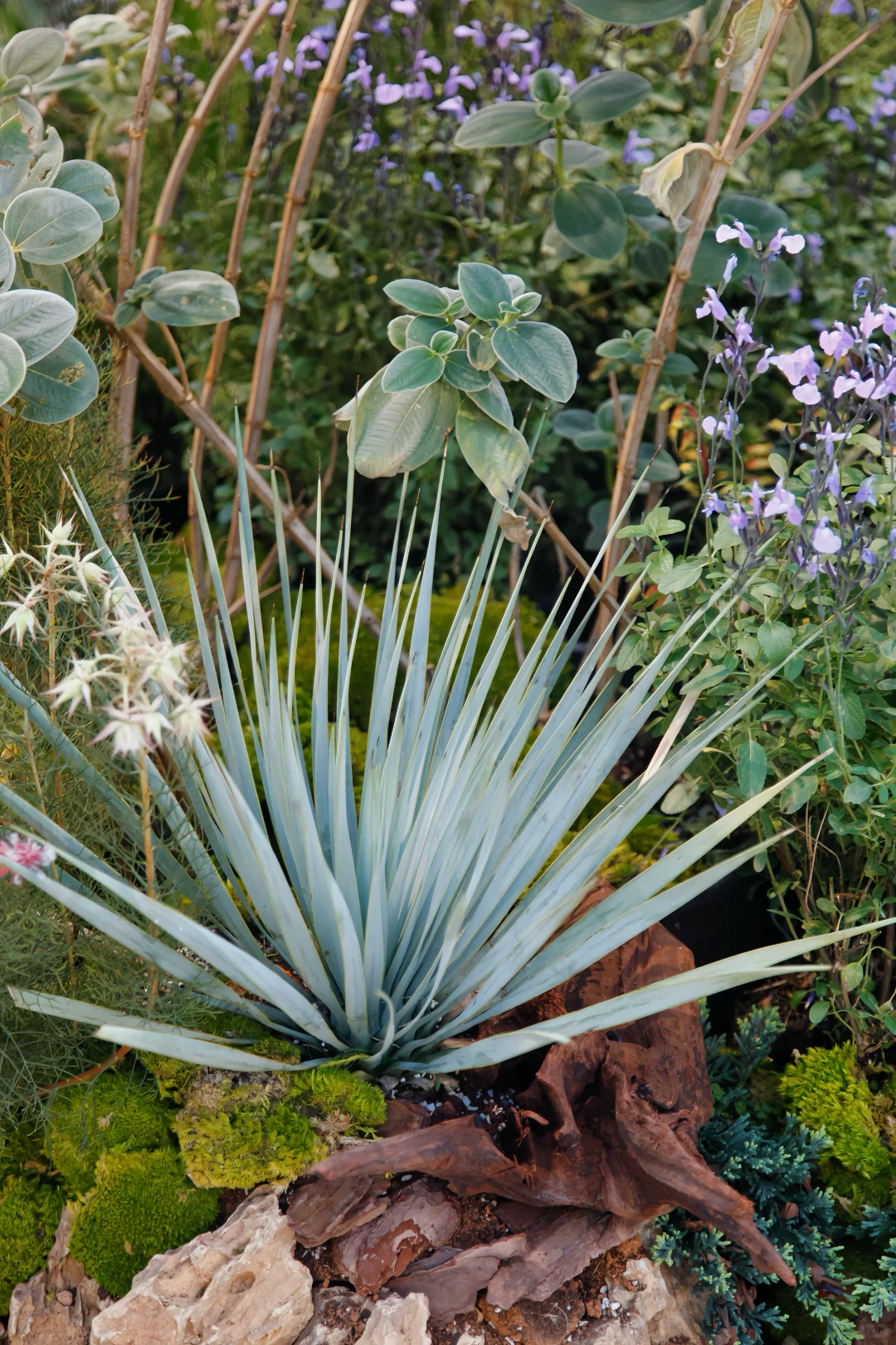 西岸艺博会|tbh超惊艳小屋花园|逛展