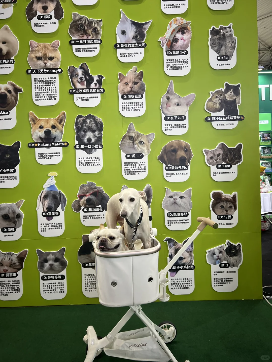 社恐男孩逛宠博会