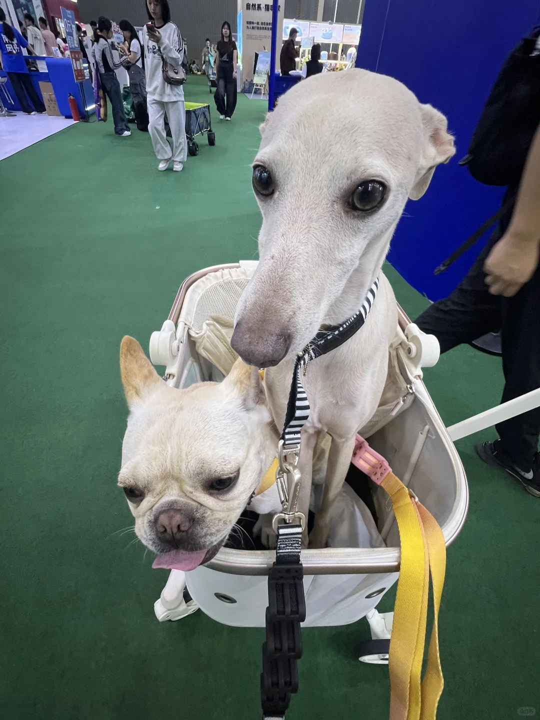 社恐男孩逛宠博会