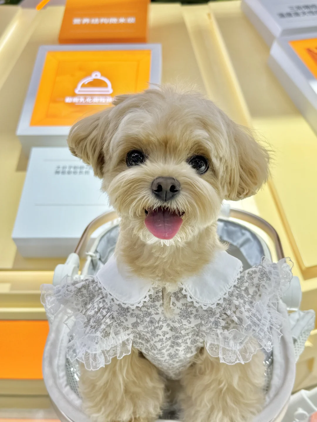 可是它真的好可爱