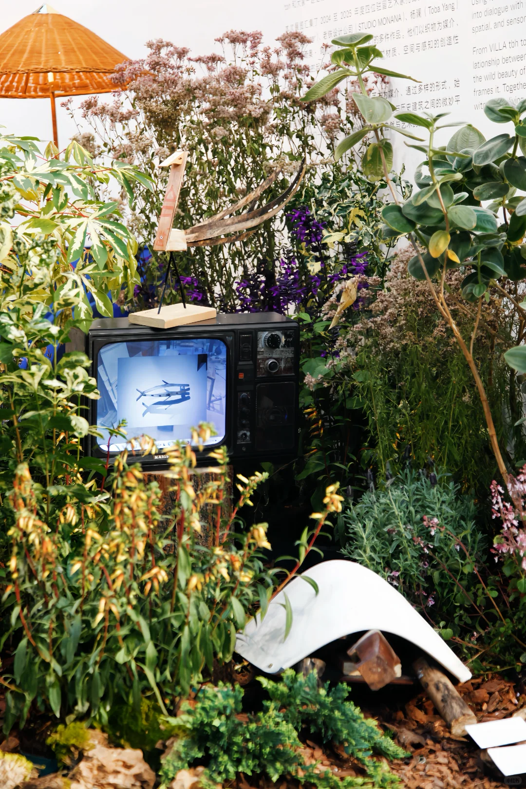 西岸艺博会|tbh超惊艳小屋花园|逛展