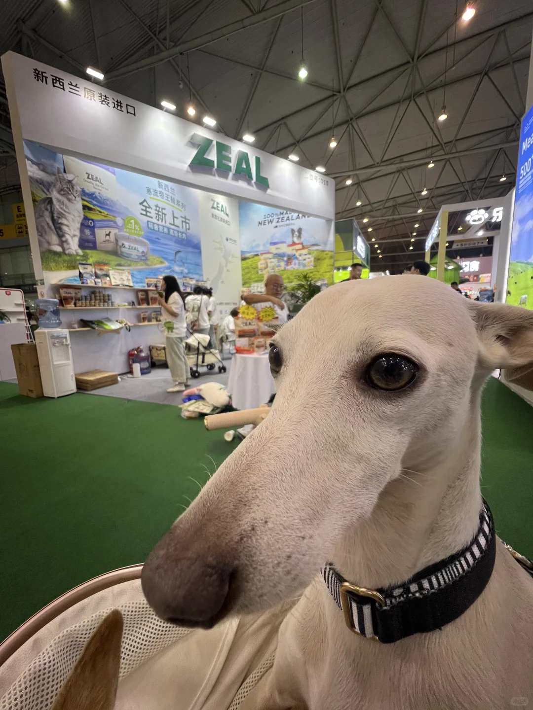 社恐男孩逛宠博会