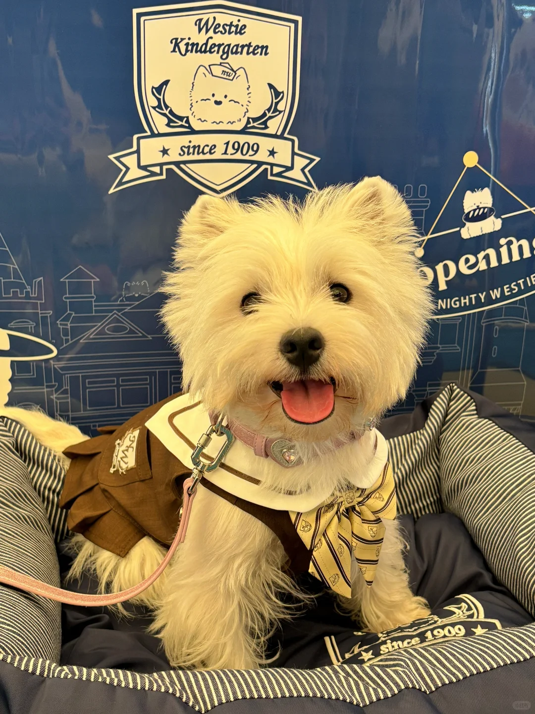 亚宠展 和小?一起逛 最开心?