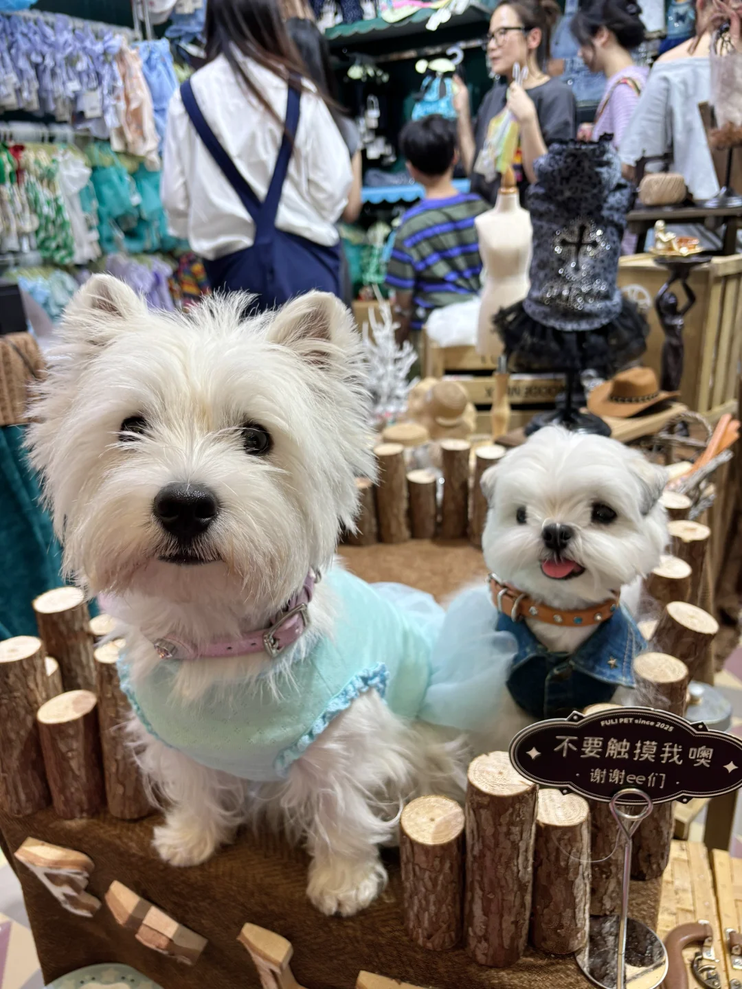 亚宠展 和小?一起逛 最开心?