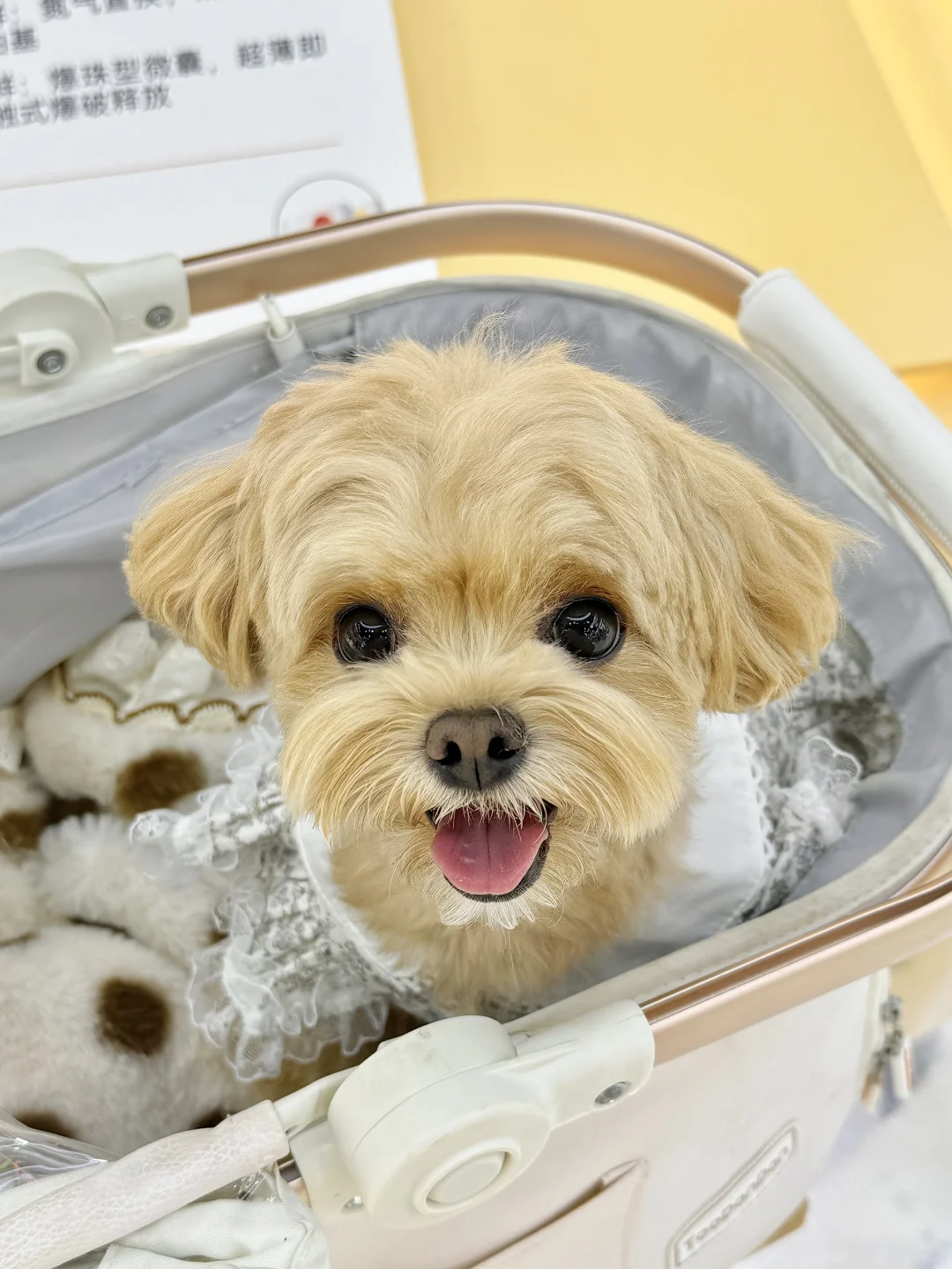 可是它真的好可爱