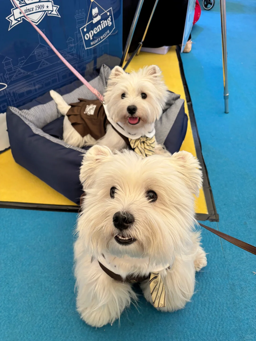 亚宠展 和小?一起逛 最开心?