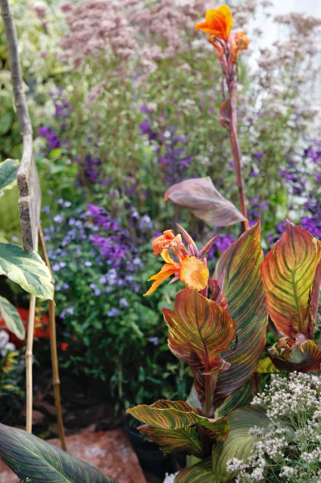 西岸艺博会|tbh超惊艳小屋花园|逛展