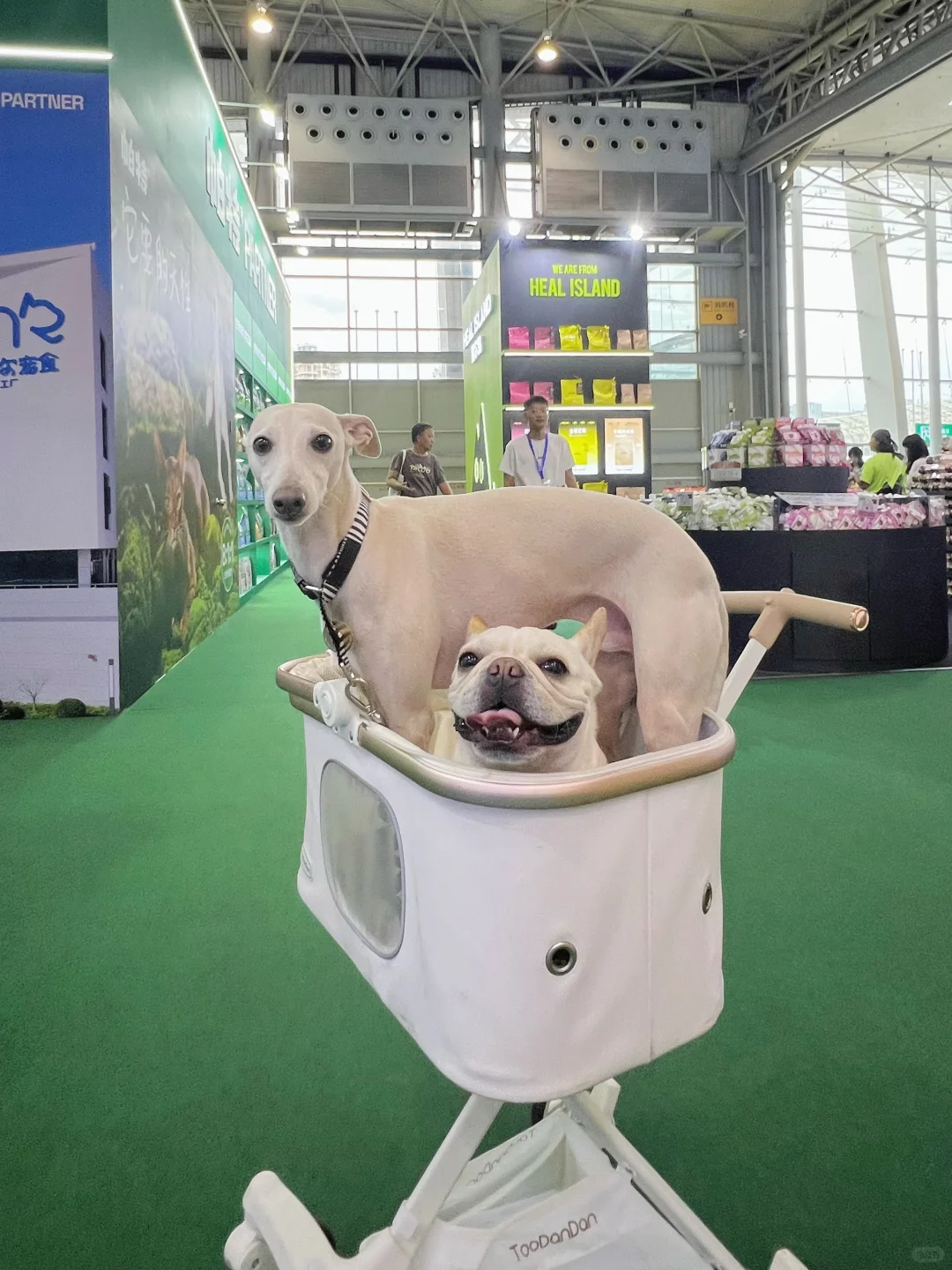 社恐男孩逛宠博会