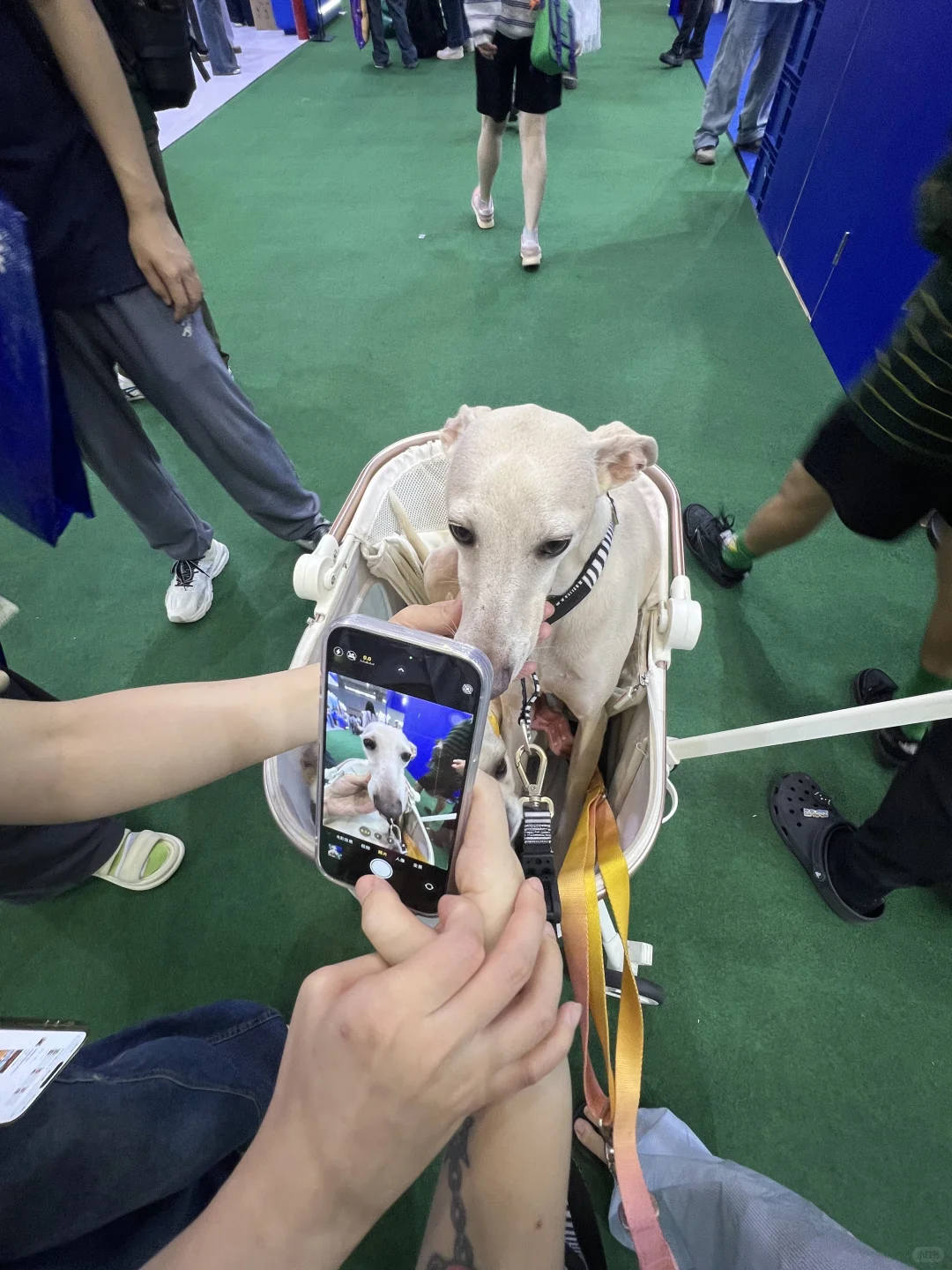 社恐男孩逛宠博会