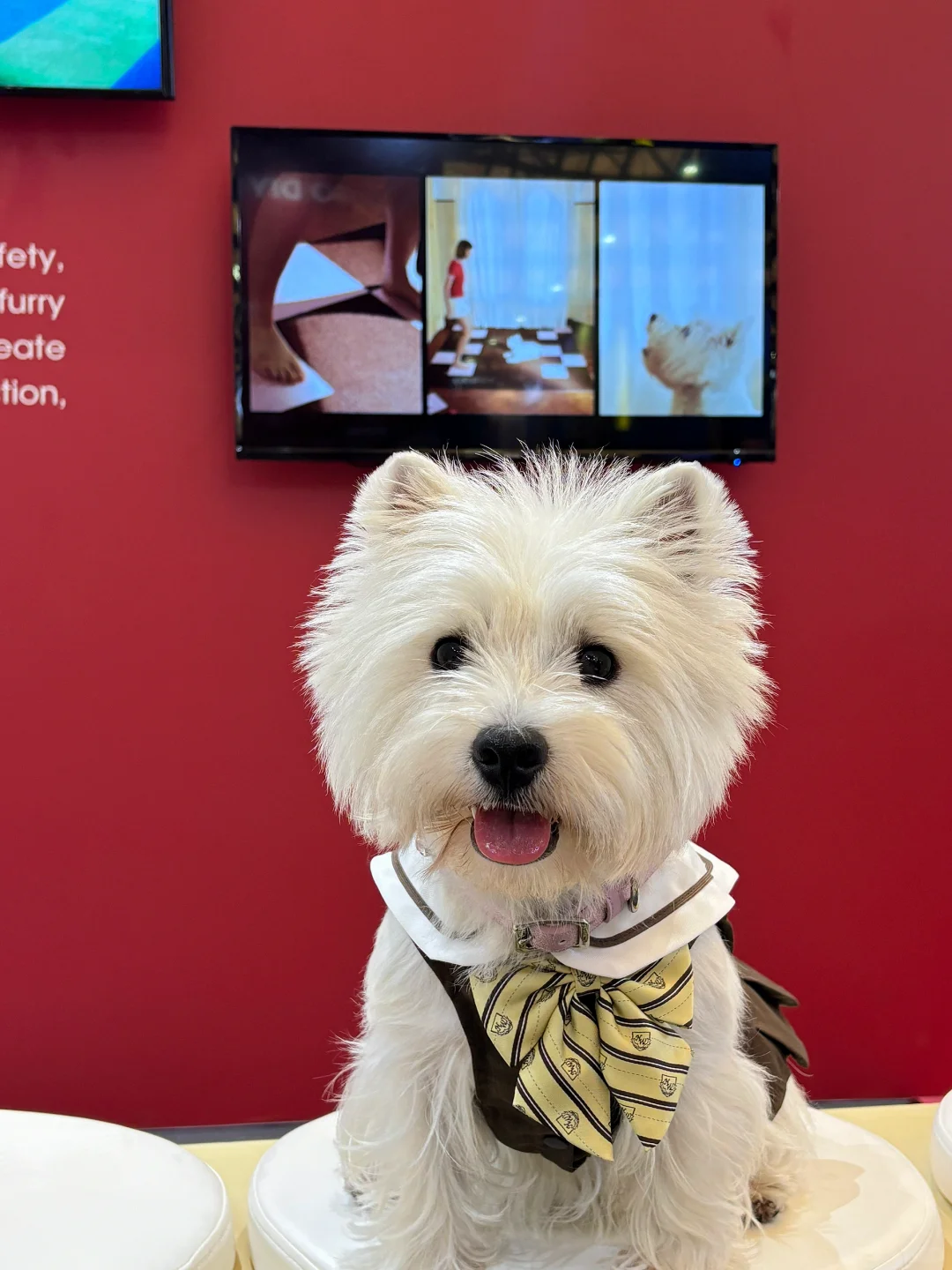 亚宠展 和小?一起逛 最开心?