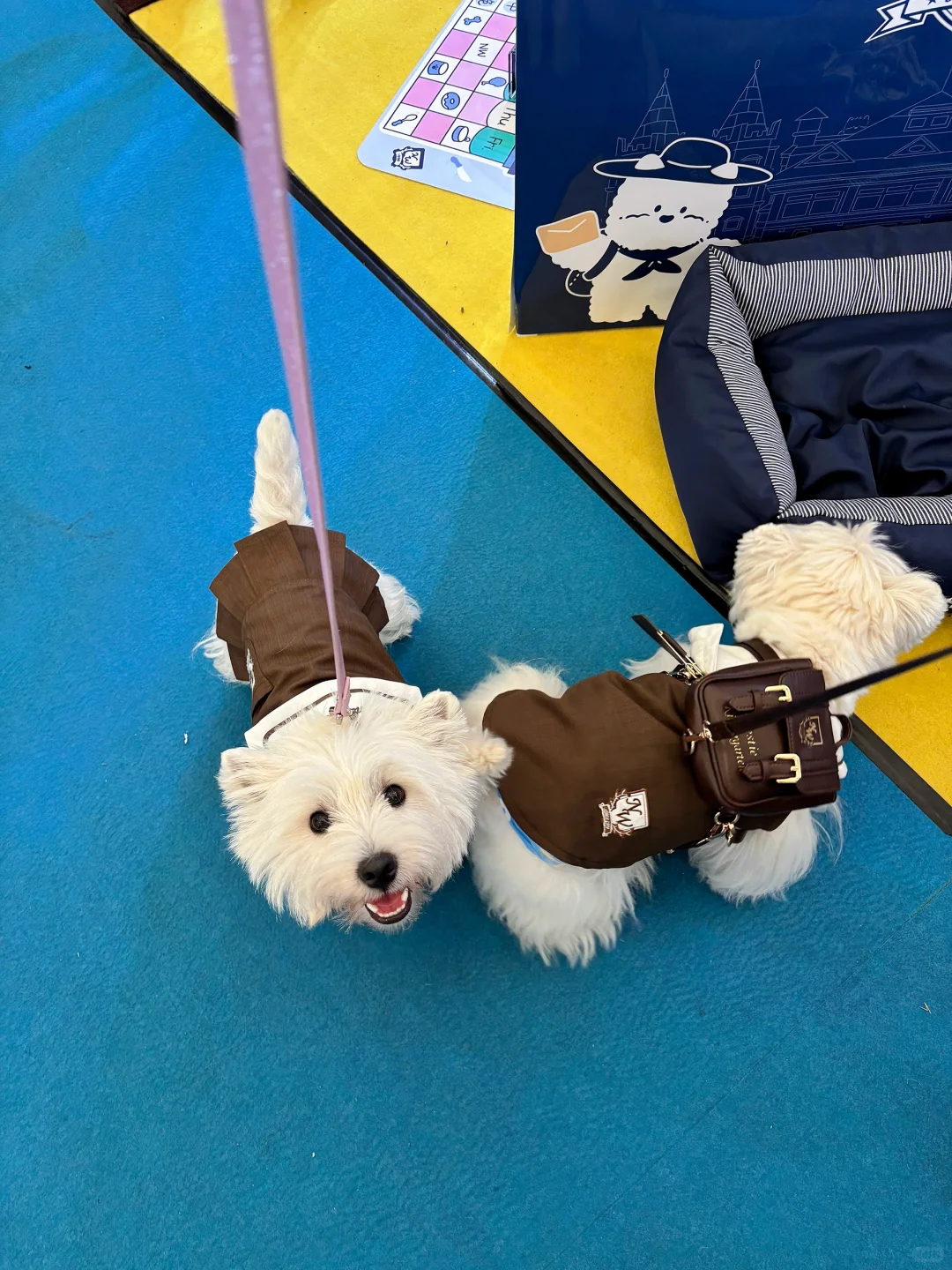 亚宠展 和小?一起逛 最开心?