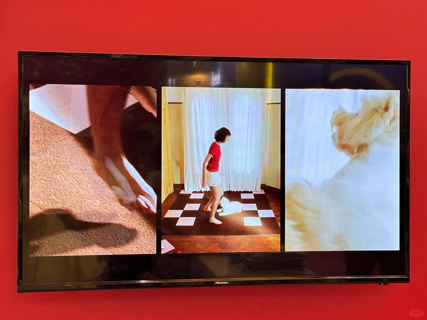 亚宠展 和小?一起逛 最开心?