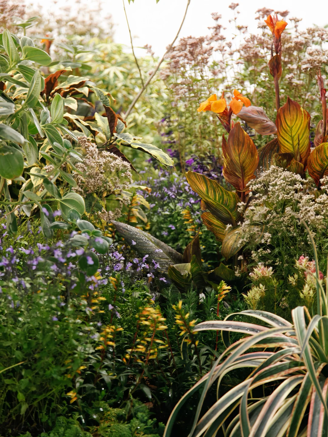 西岸艺博会|tbh超惊艳小屋花园|逛展