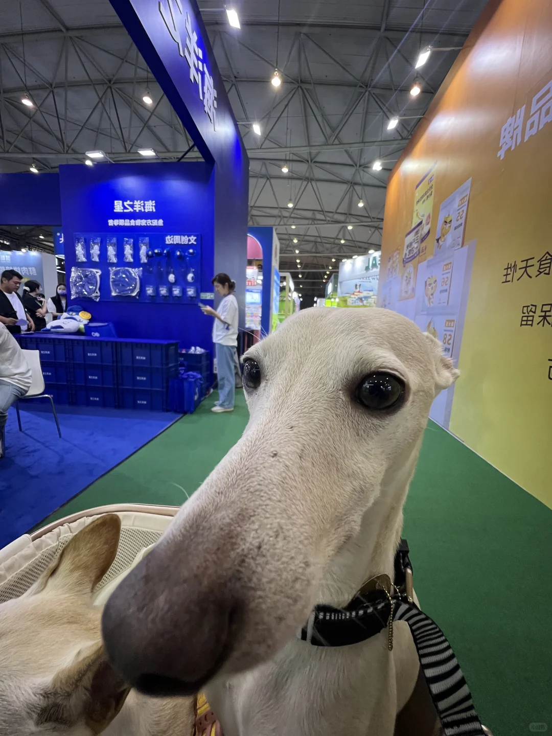 社恐男孩逛宠博会