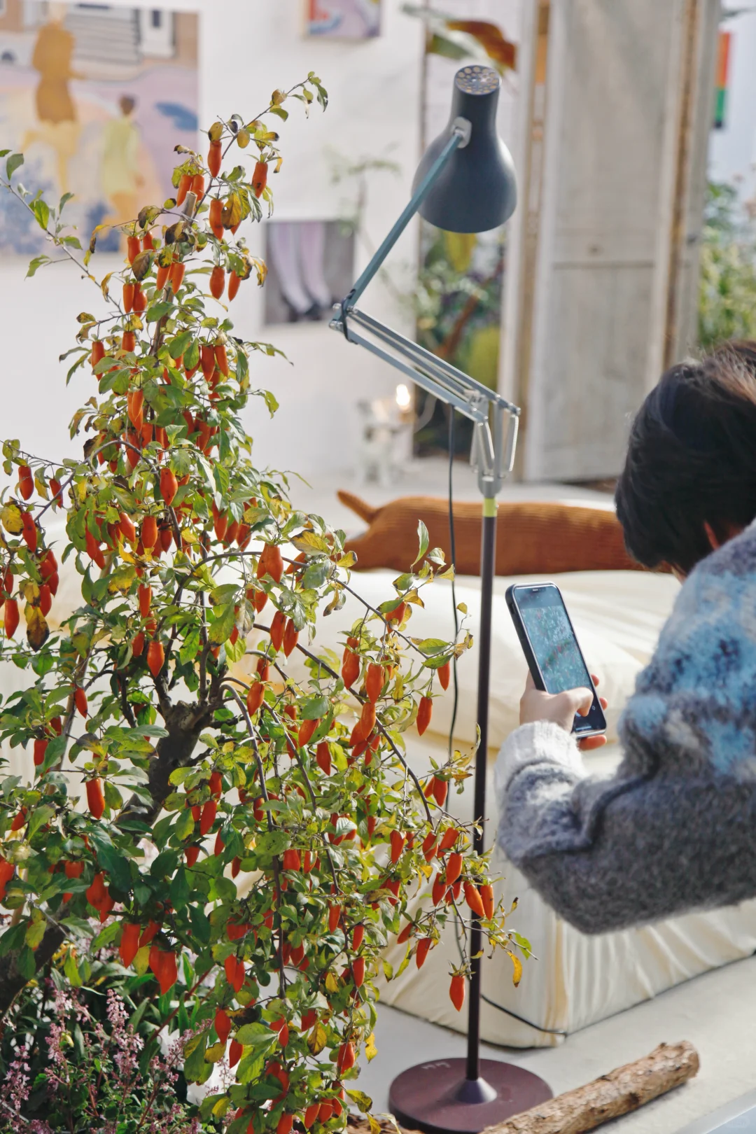 西岸艺博会|tbh超惊艳小屋花园|逛展