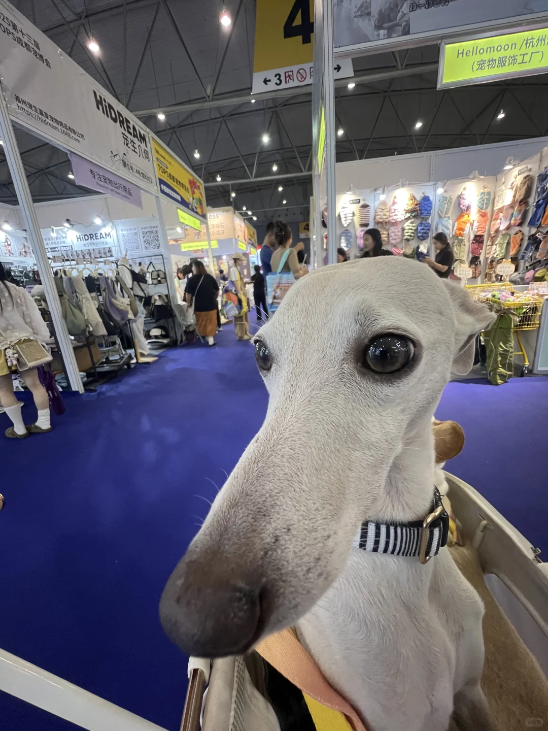社恐男孩逛宠博会