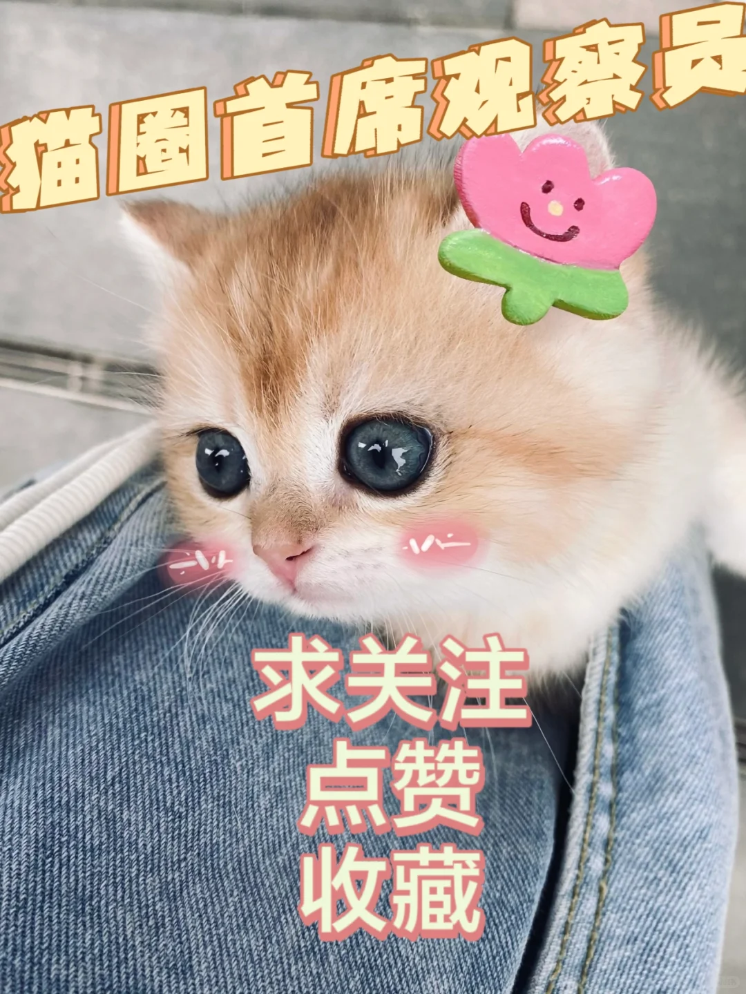 宠物行业蓝皮书：回顾2022，展望2023！