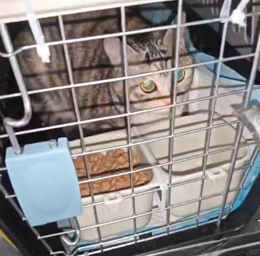 宠物托运被问爆了有多香→千万别在花冤枉钱