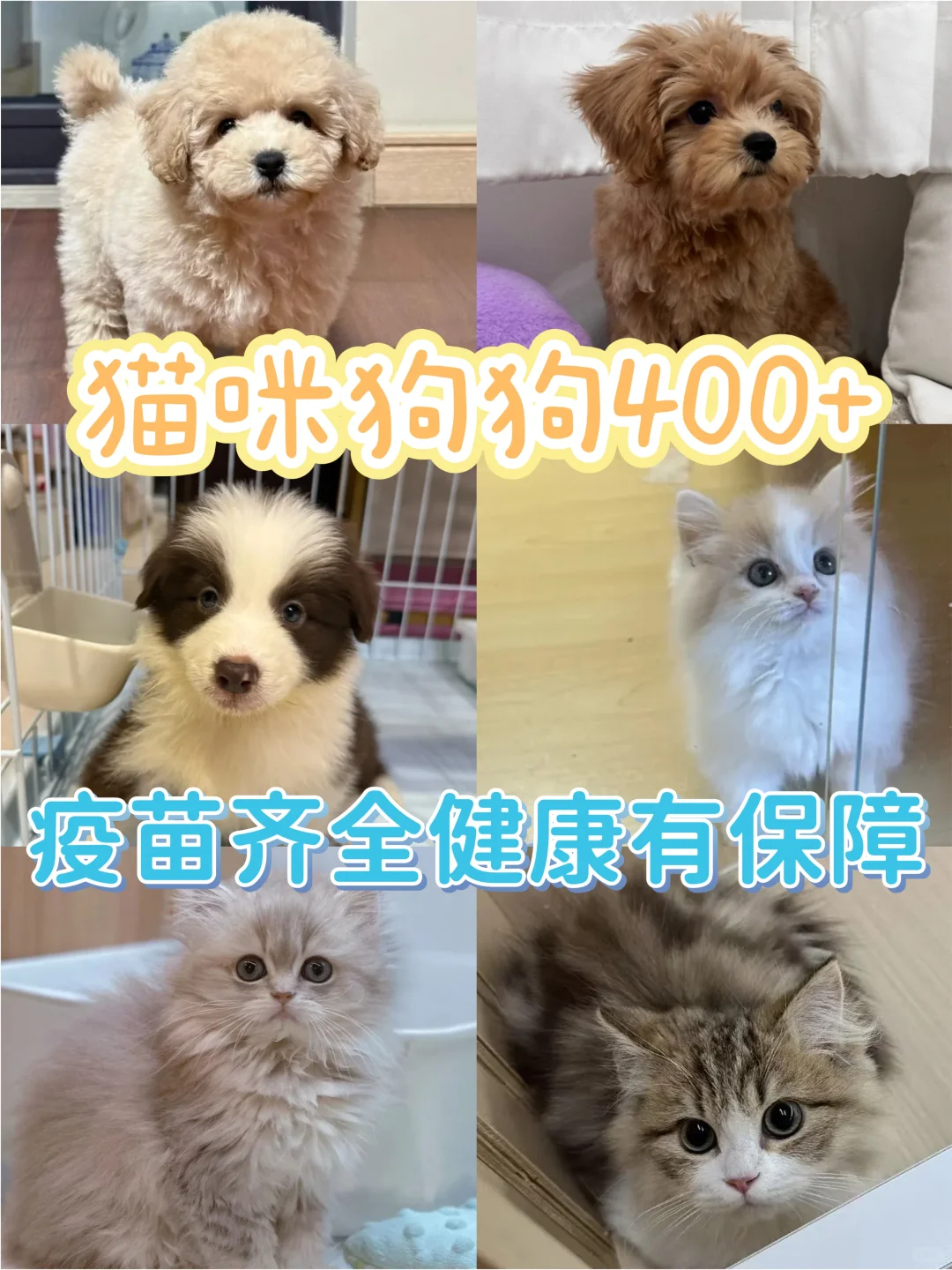 这是一家您绝对会爱上的宠物基地!来看看吧