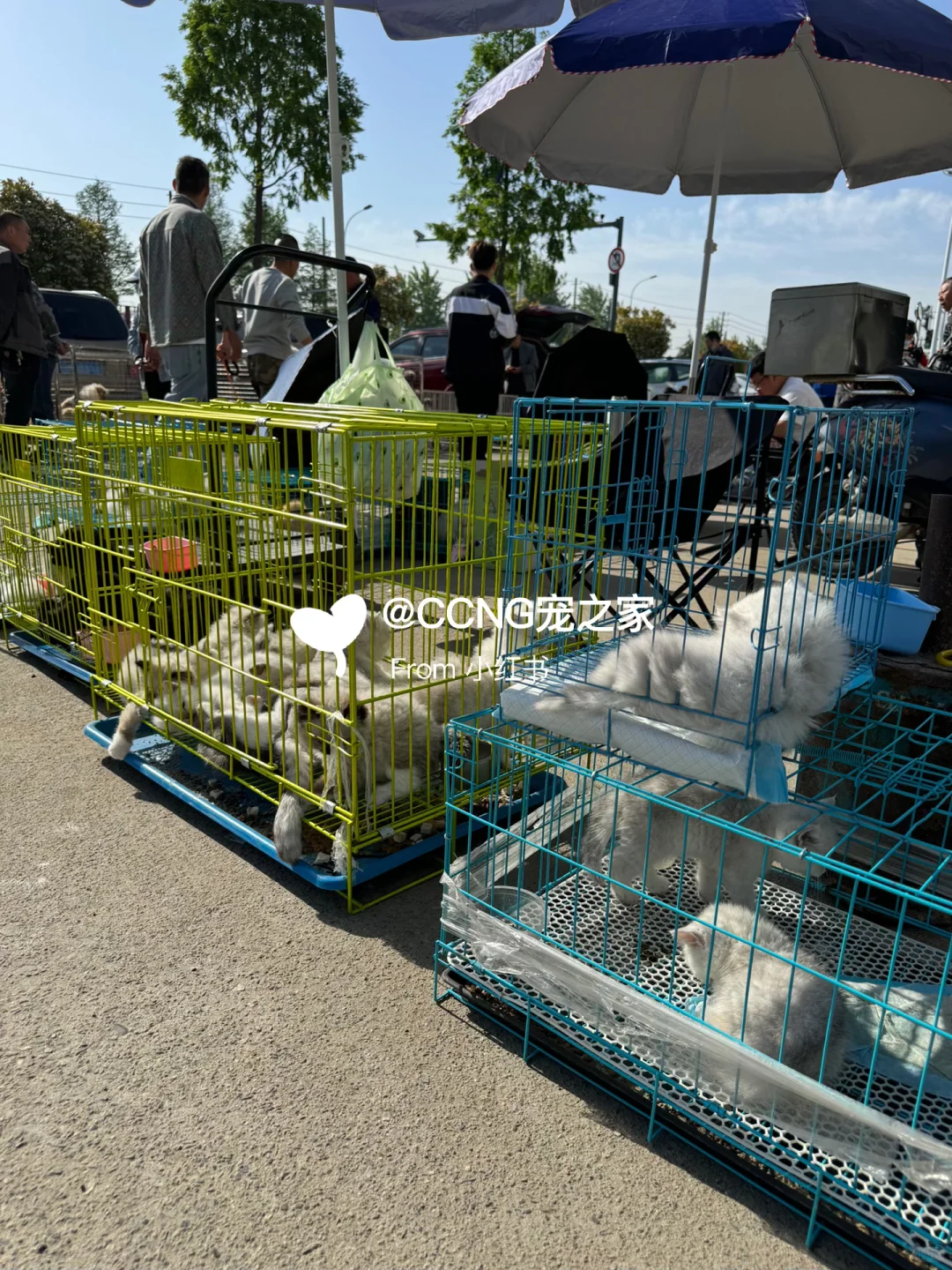 杭州大型猫狗宠物市场??品种齐全??