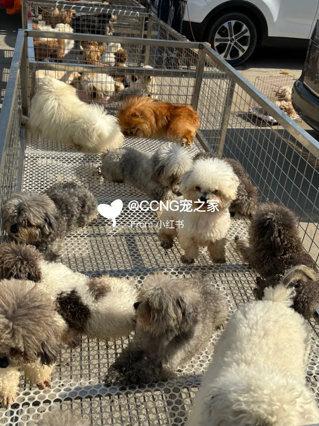 杭州大型猫狗宠物市场??品种齐全??