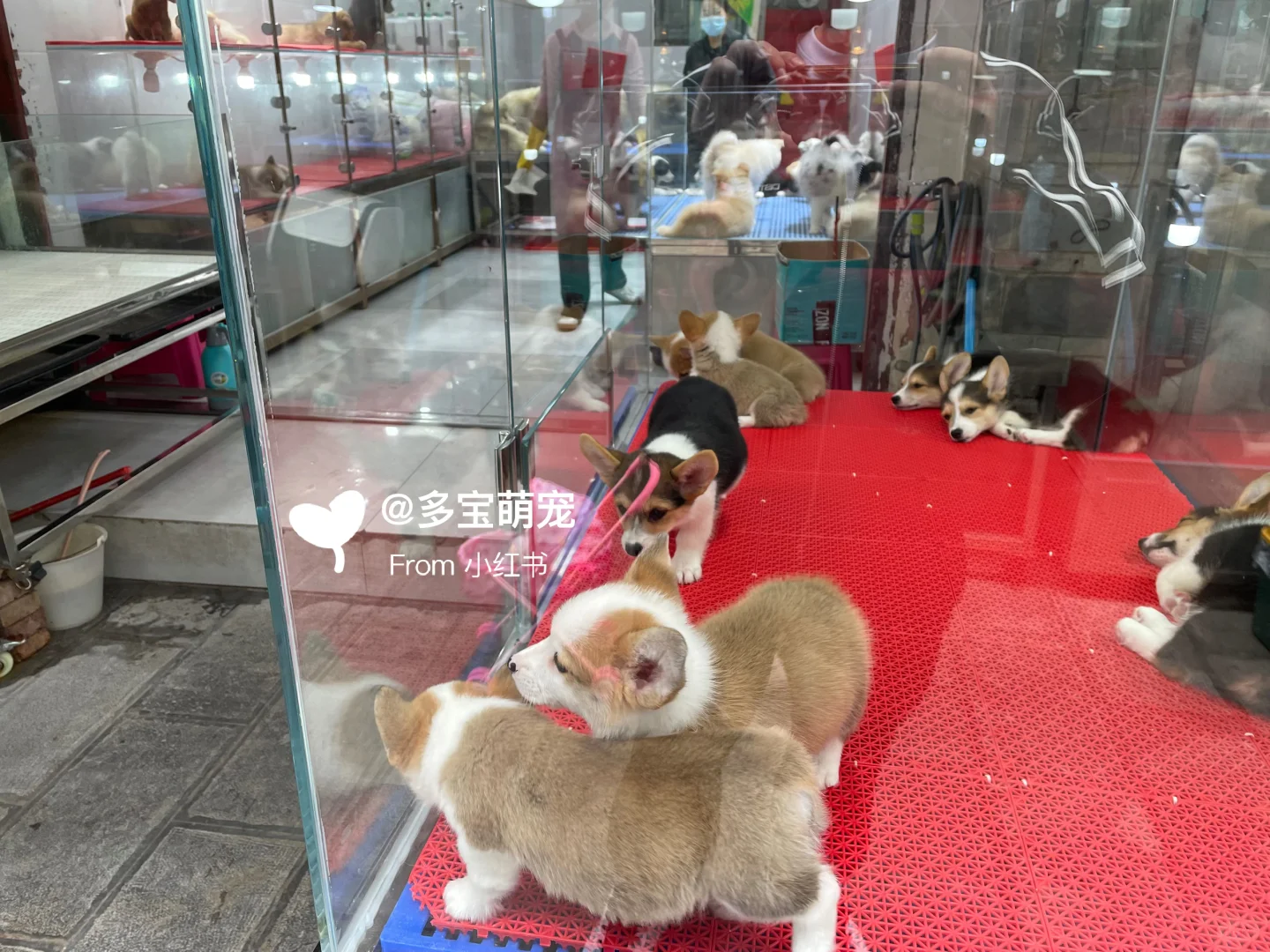 重庆哪里买宠物靠谱|重庆大型宠物市场推荐