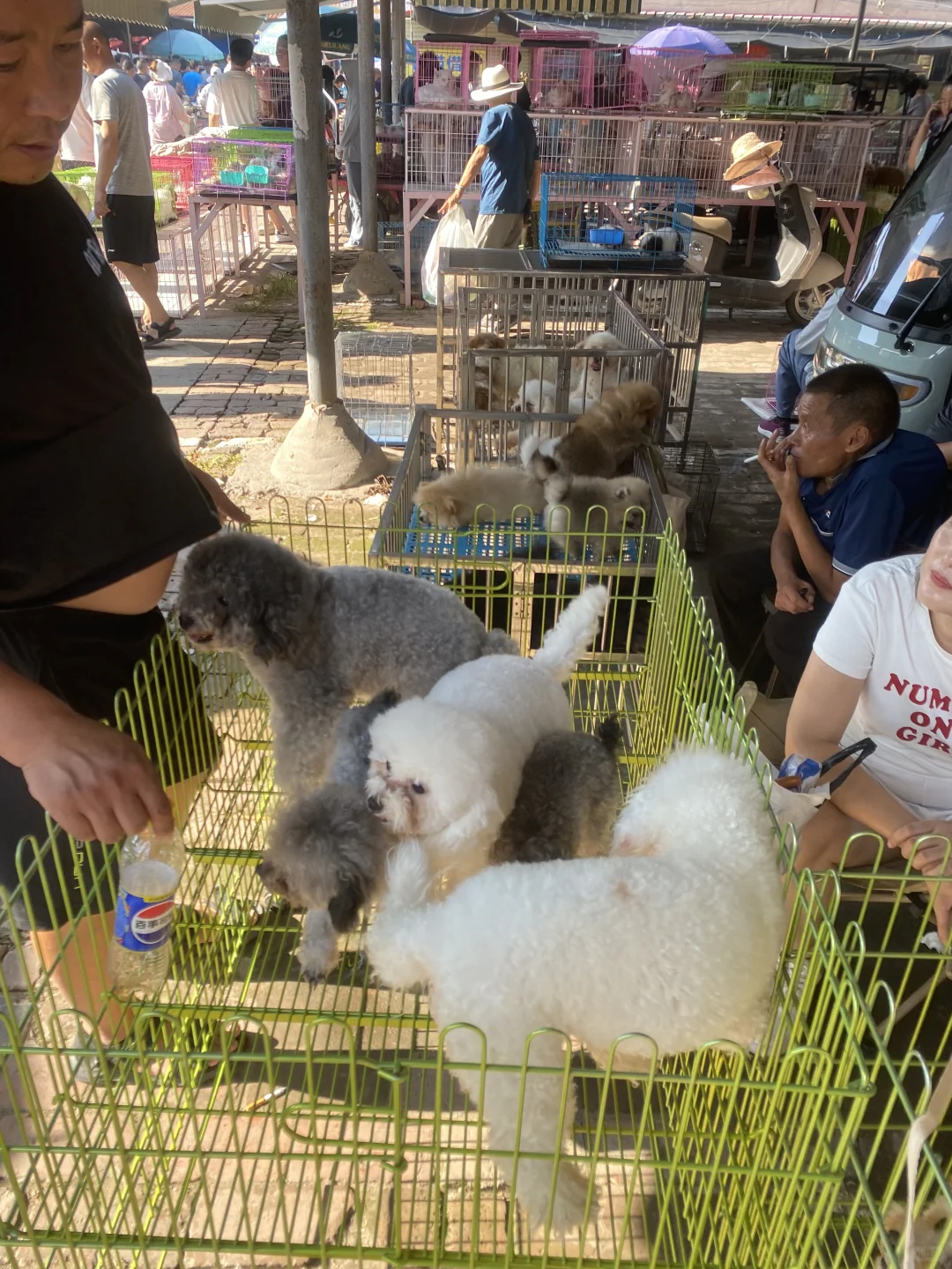 东莞宠物市场火爆来袭?猫猫狗狗数量多多?